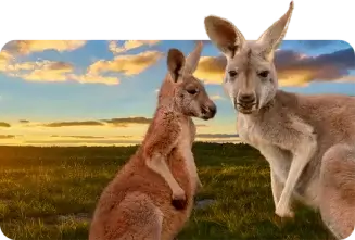 Dois cangurus num campo ao pôr do sol, mostrando a sua experiência de trabalho nos EUA.